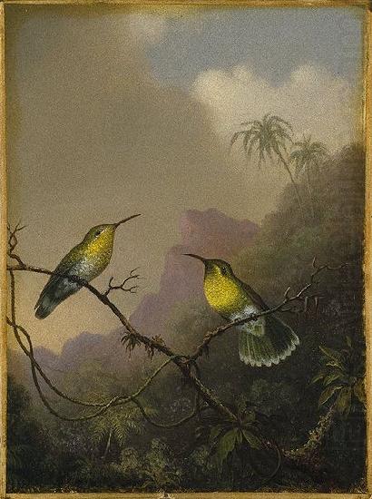 Copper-tailed Amazili, Martin Johnson Heade